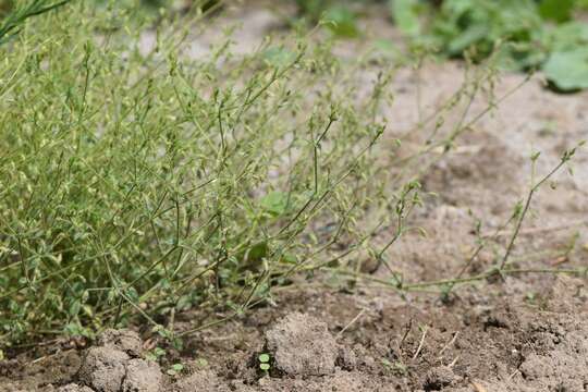 صورة Cerastium brachypetalum Desf. ex Pers.