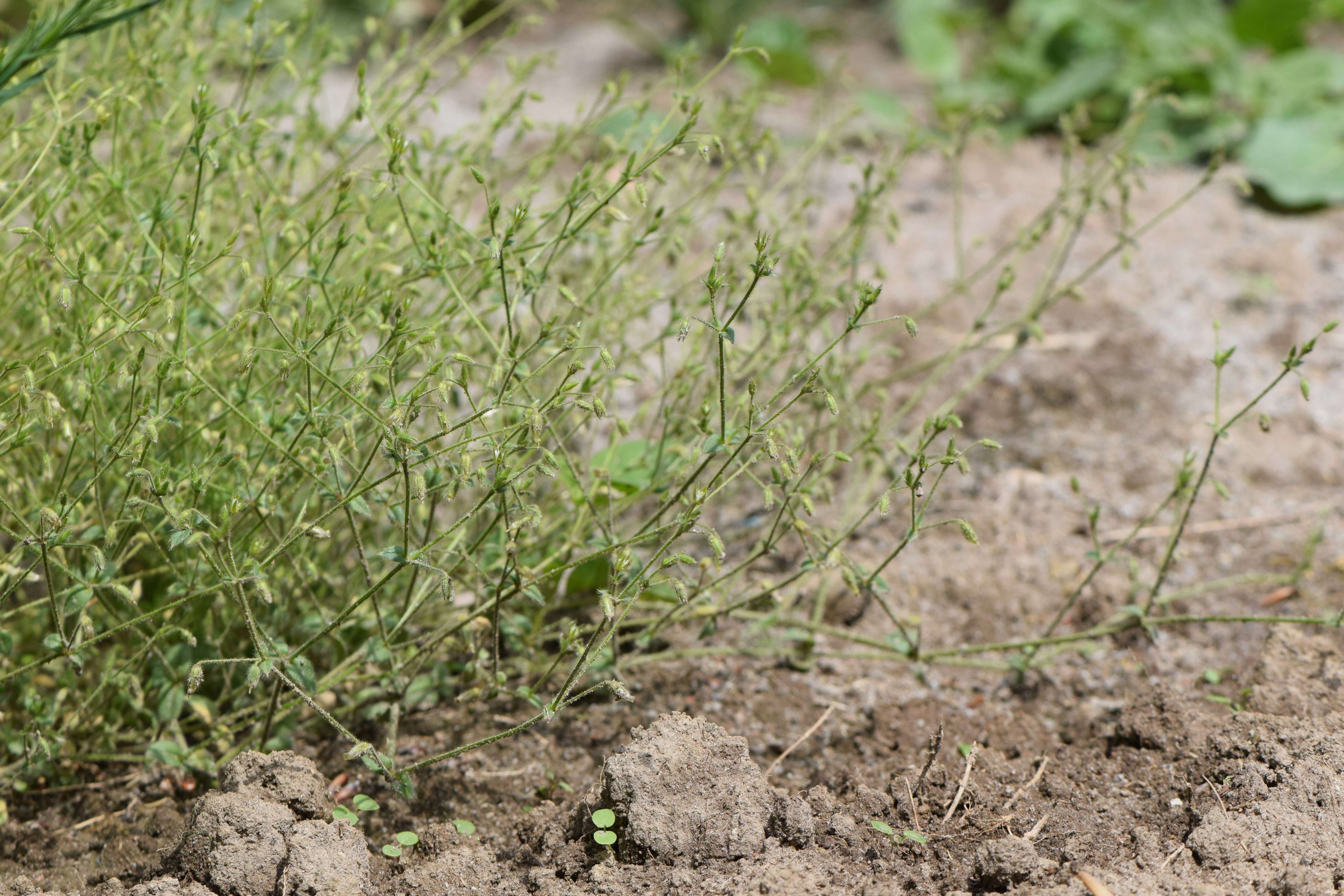 Слика од Cerastium brachypetalum Desf. ex Pers.