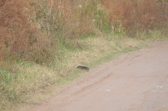 Image of Brazilian Guinea Pig