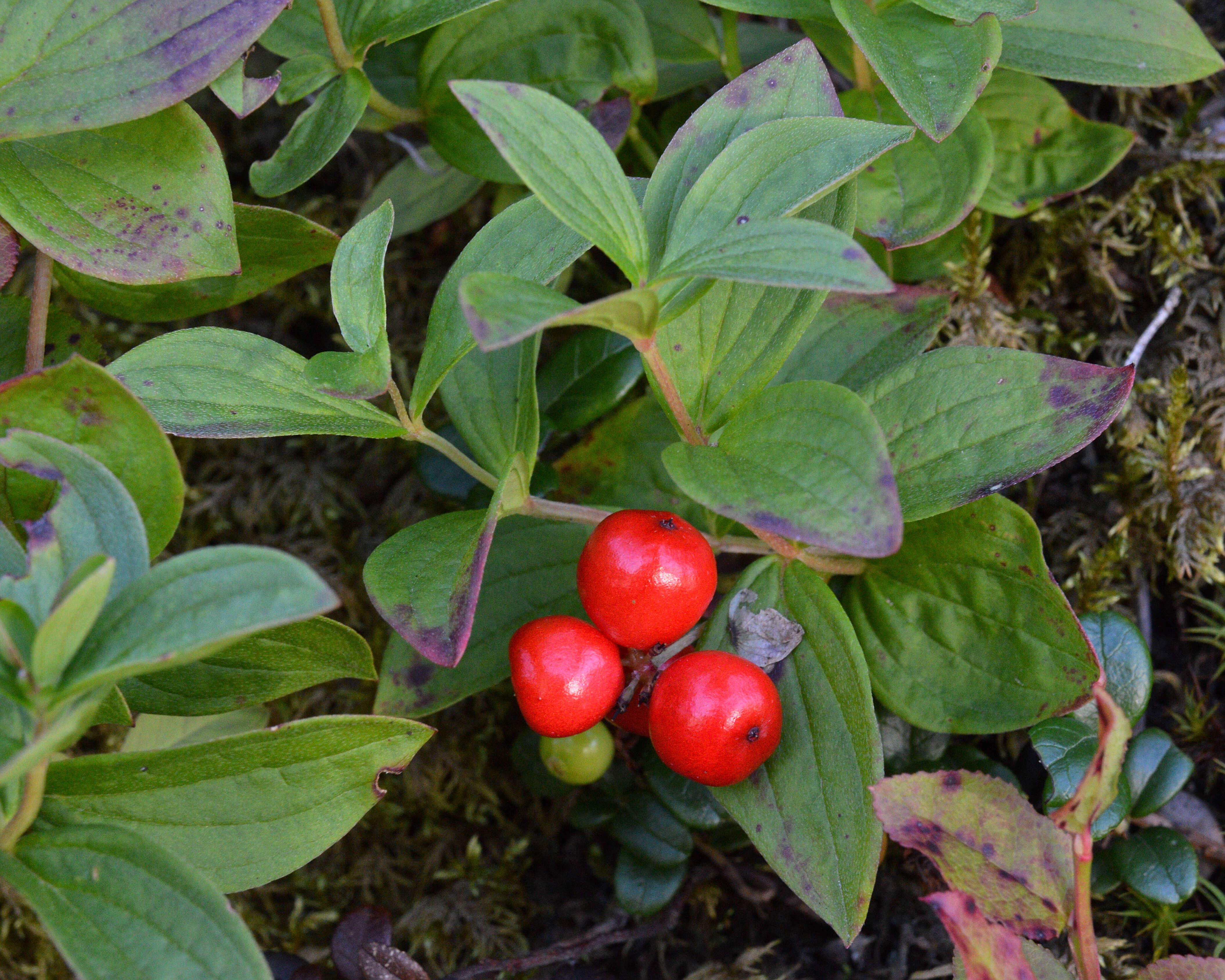 Image of Bunchberry