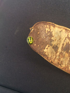 Image of <i>Cassida</i> (<i>Crepidaspis</i>) <i>circumdata</i> Herbst 1799