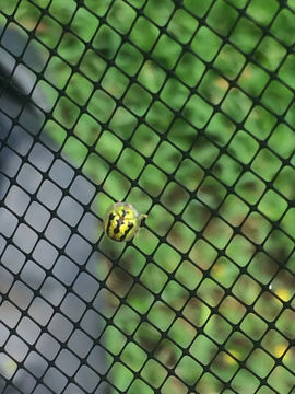 Image of Tortoise beetle