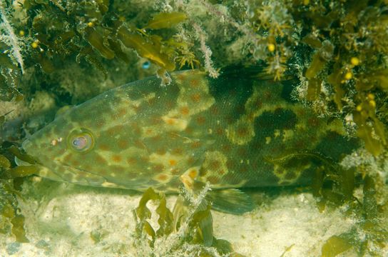 Image of Estuary Cod