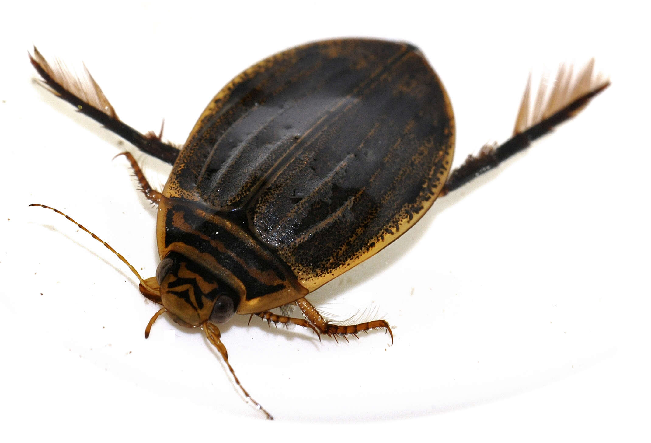 Image of Grooved Diving Beetle