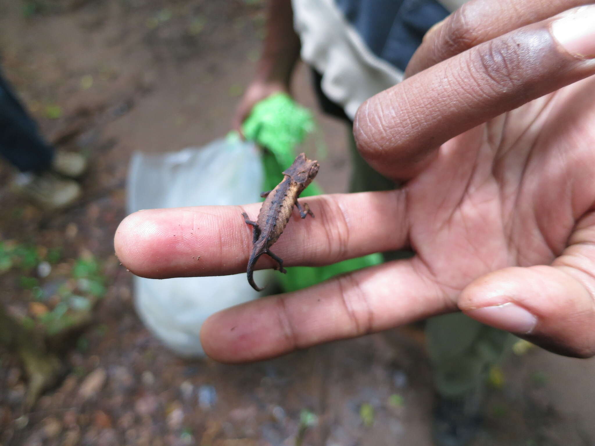 Image of Plated Leaf Chameleon