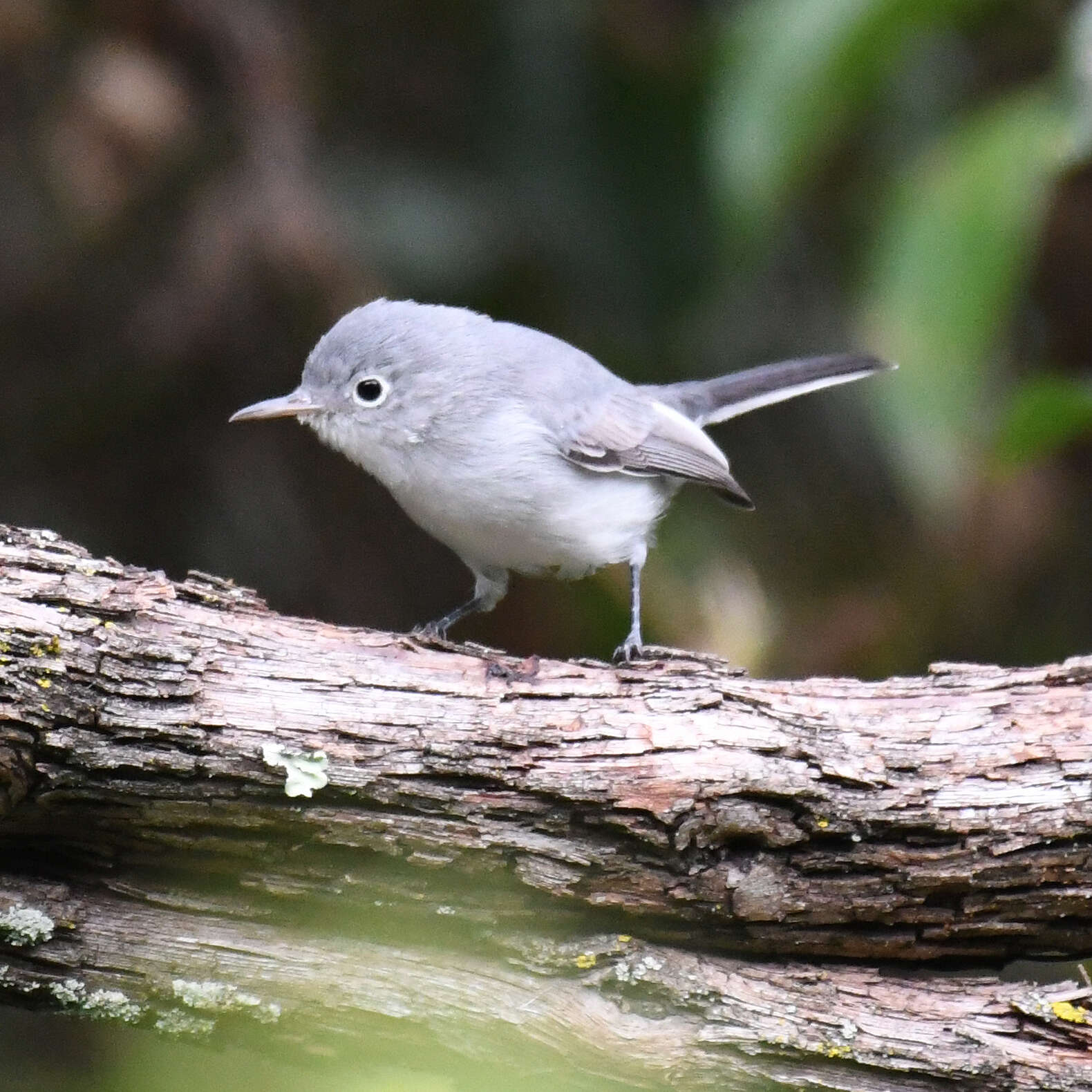 Image of gnatcatchers