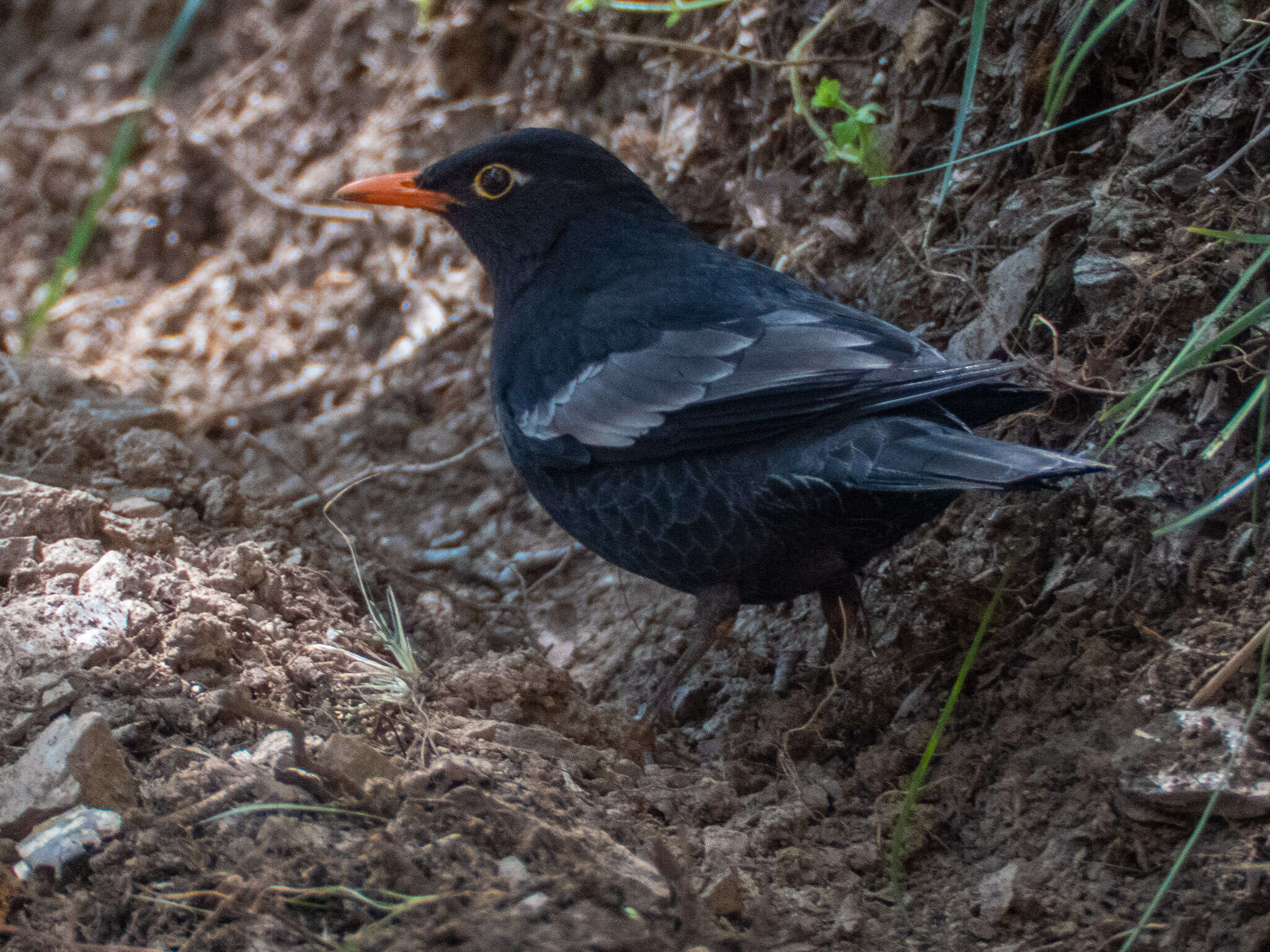 Image of Grey-winged Blackbird