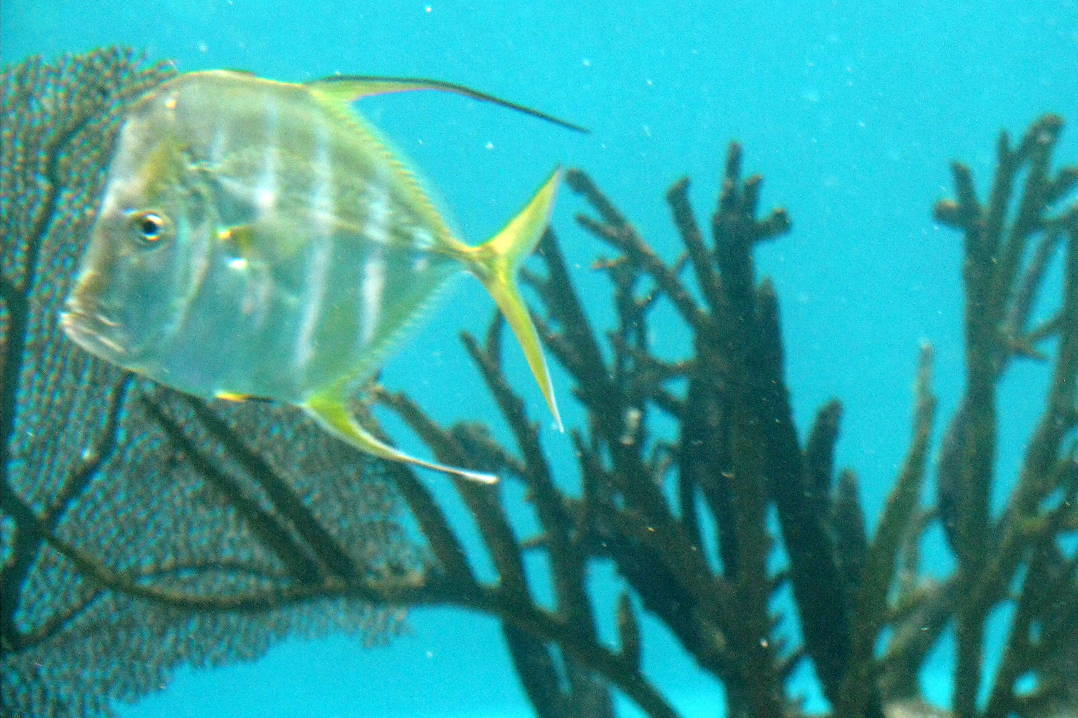 Image of Atlantic Lookdown