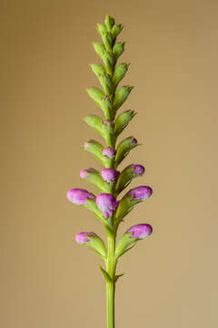 Image of obedient plant