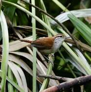 Image of Rufous-and-white Wren