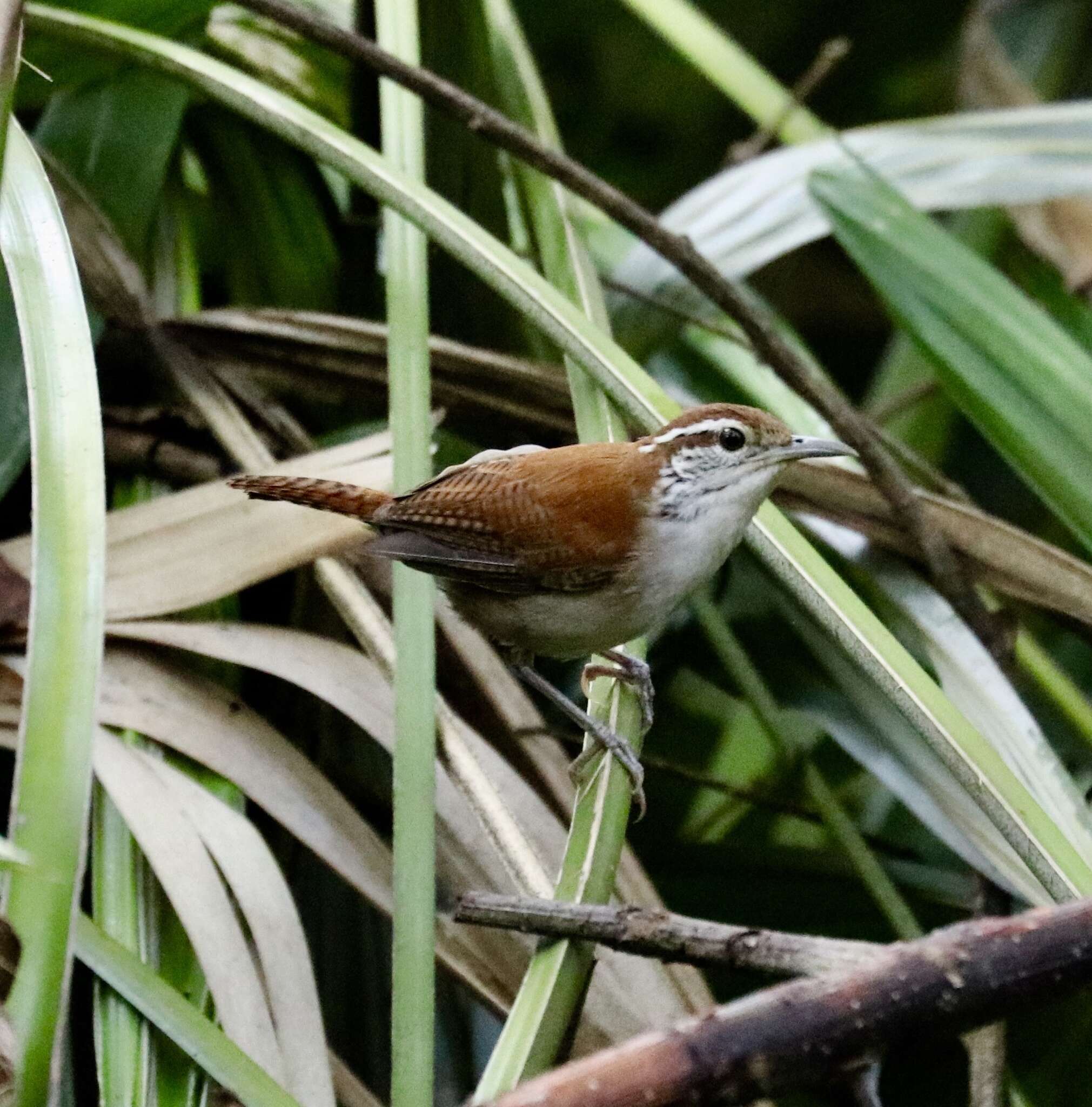 Image of Rufous-and-white Wren