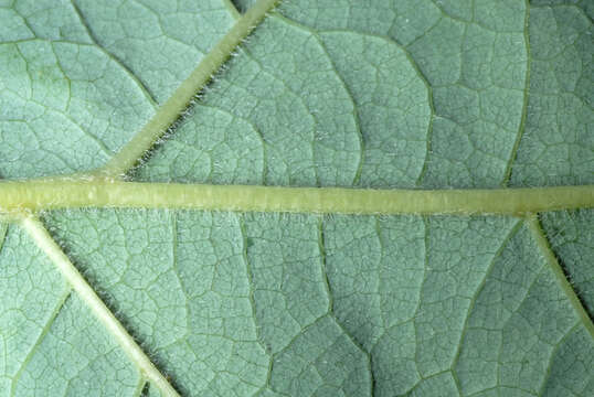 Image of Mitten tree