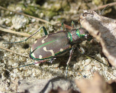 Image of Cicindela (Cicindela) limbalis Klug 1834