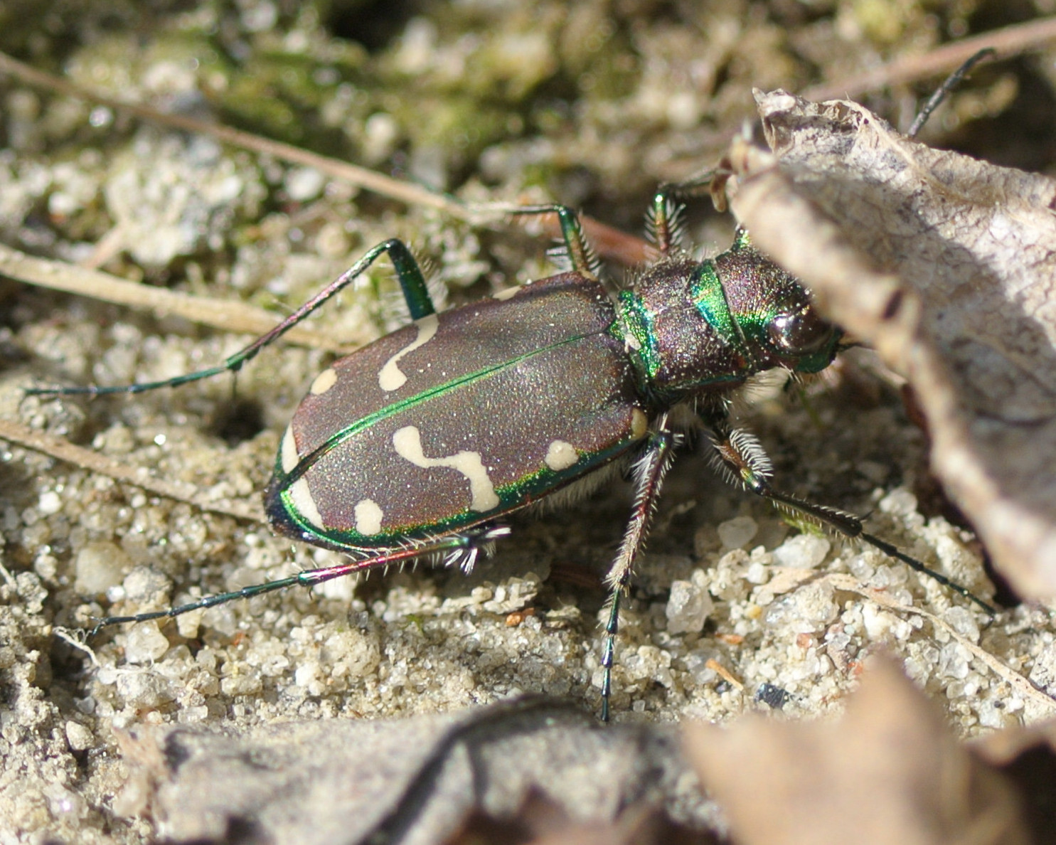 Image of Cicindela (Cicindela) limbalis Klug 1834