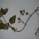 Image of <i>Heliopsis buphthalmoides</i>