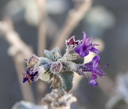 Image of desert lavender