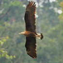 Image of Band-tailed Fish-eagle