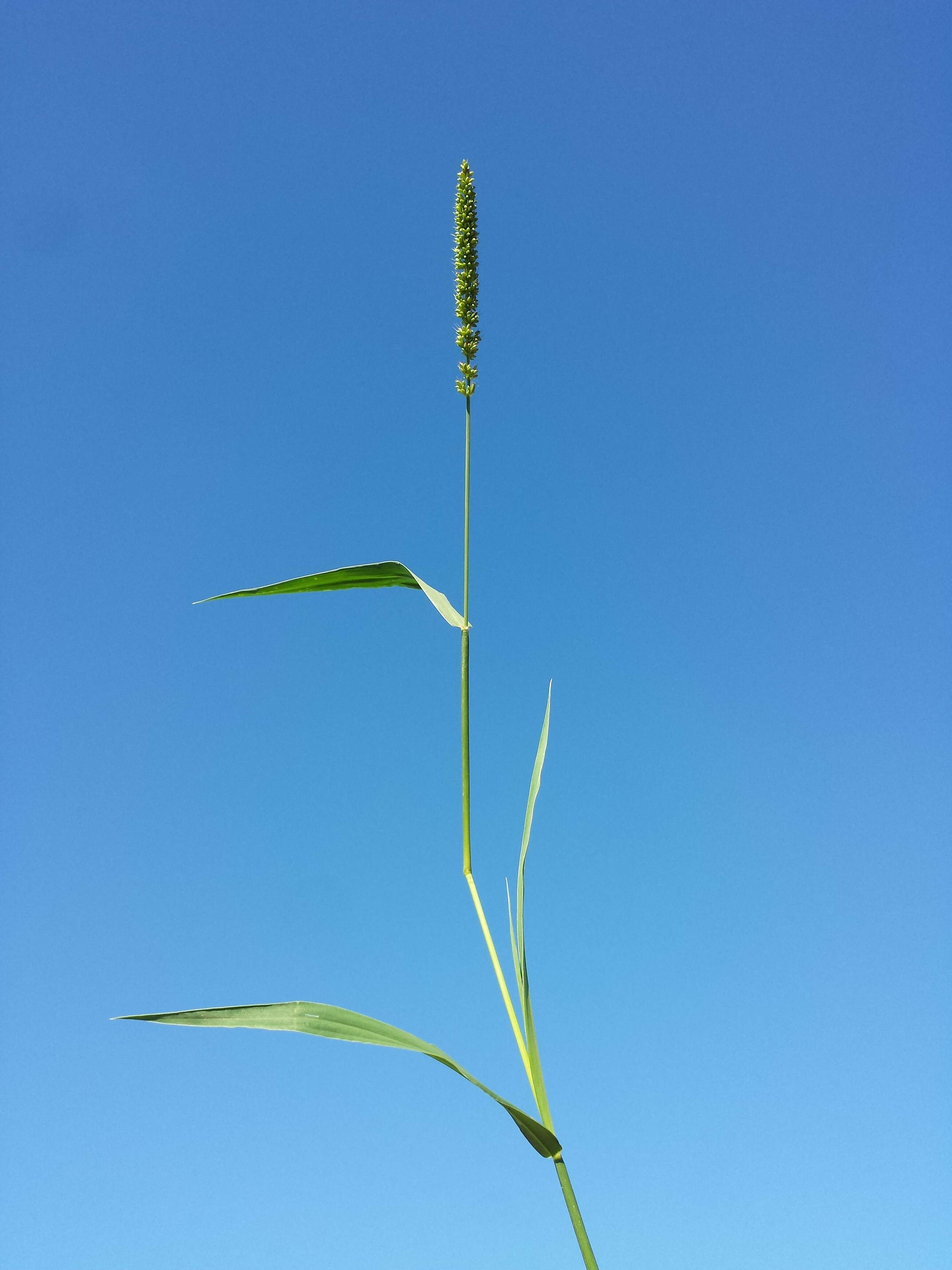 Image de sétaire verticillée