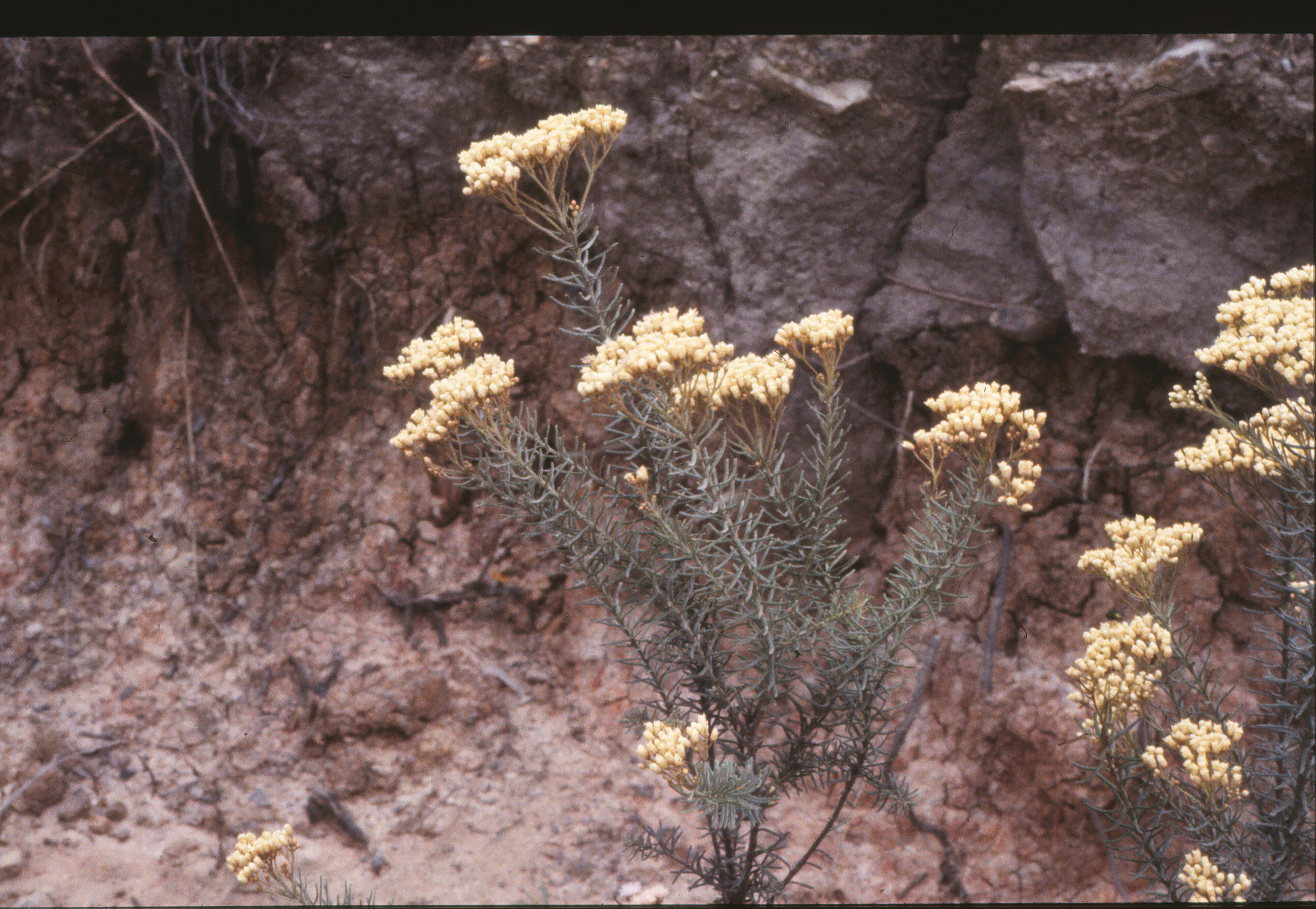 Image of Ozothamnus diosmifolius (Vent.) DC.