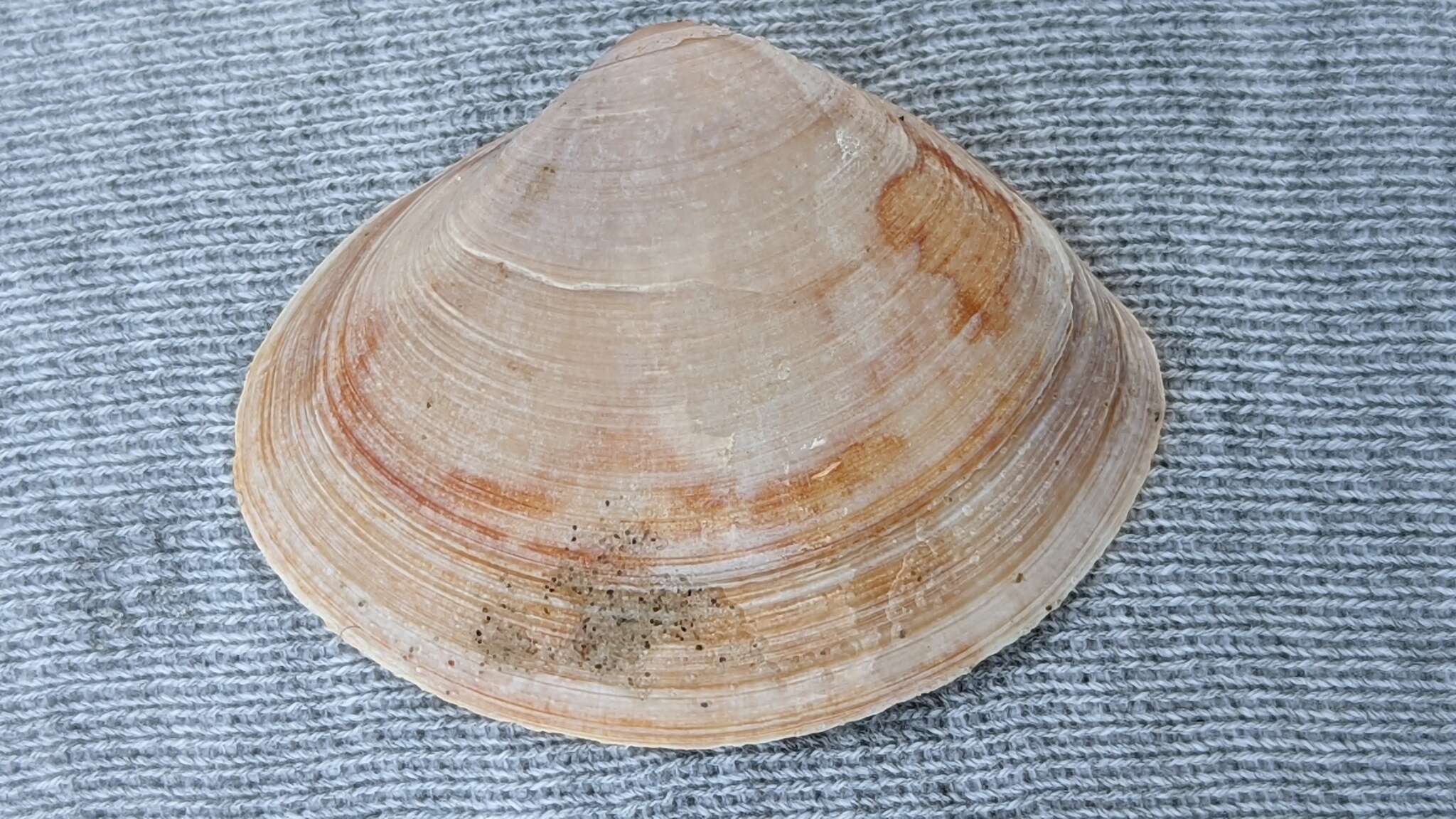 Image of rayed trough clam