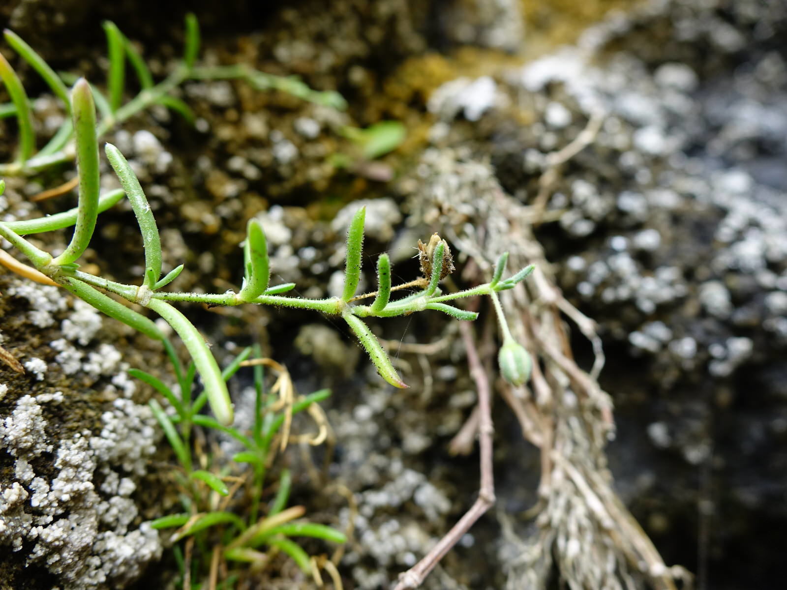 Image of <i>Spergularia media</i>