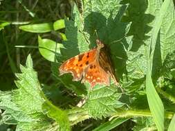 Image of Comma