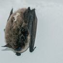 Image of Whiskered bat