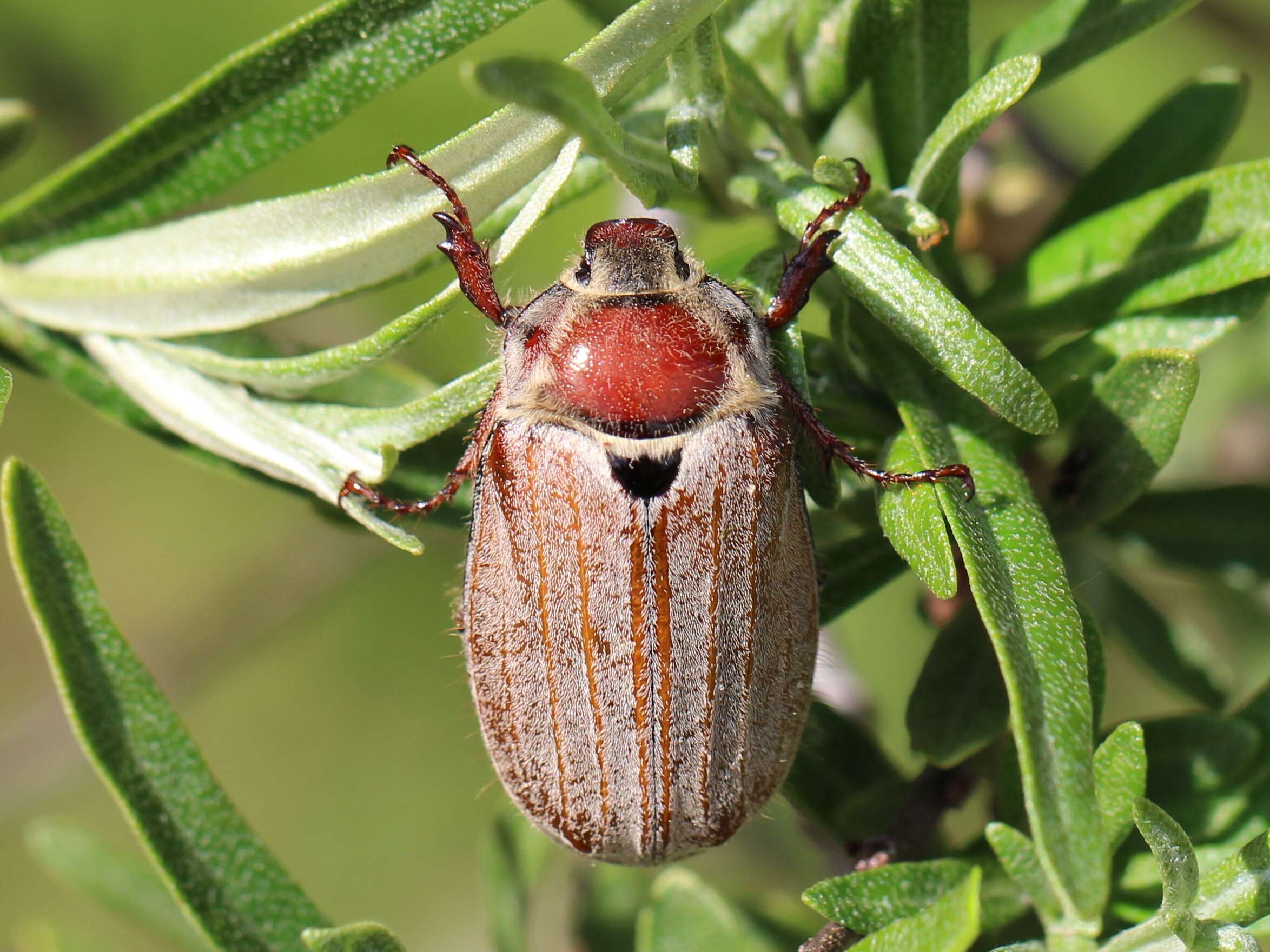 Image of chestnut cockchafer