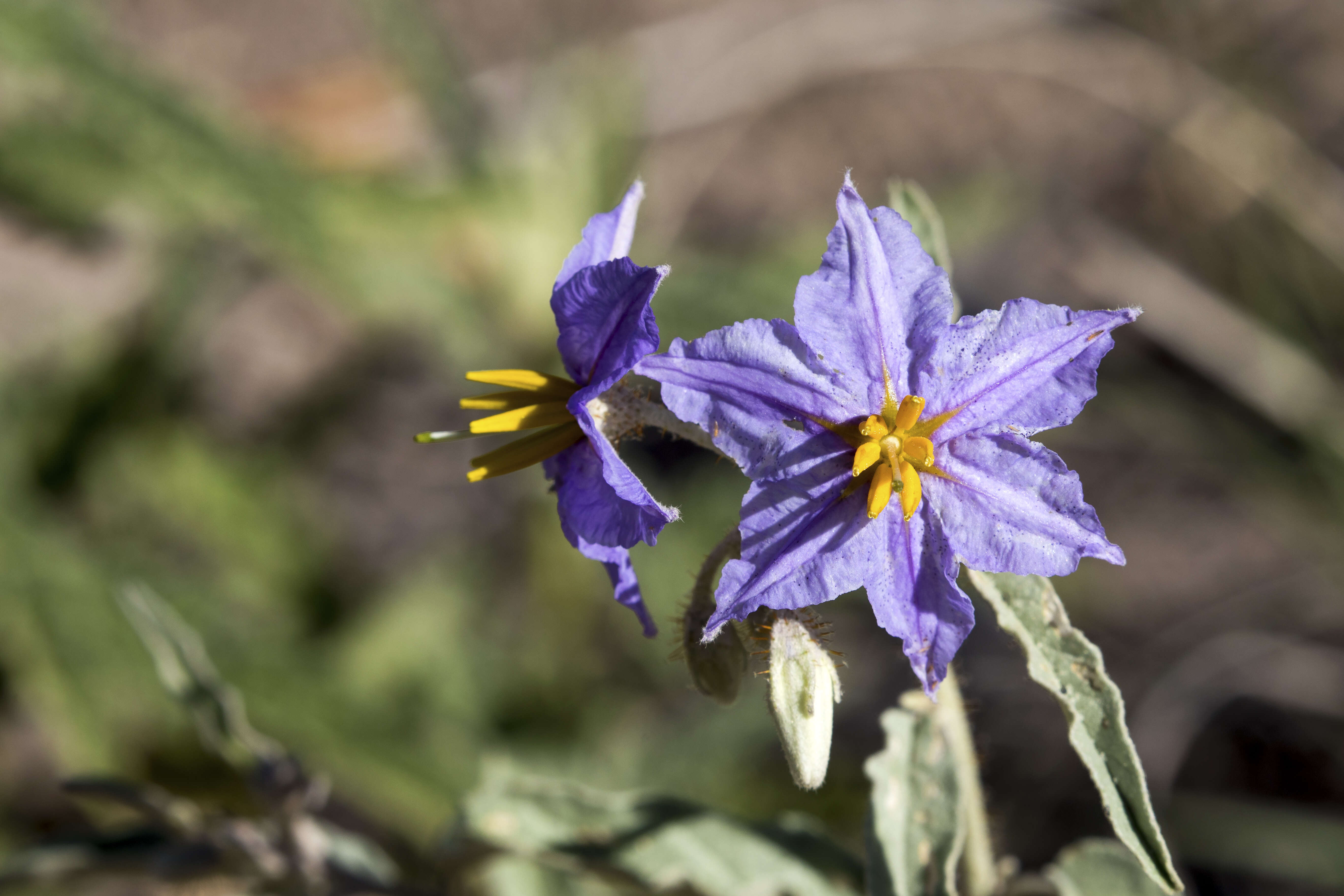 Image of silverleaf nightshade