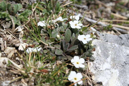 Image of Myosotis colensoi (Kirk) Macbr.