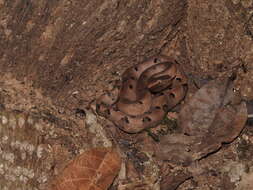 Image of Hump-nosed pit viper