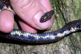 Image of Taczanowsky's Dwarf Boa.