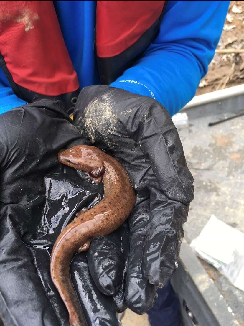 Image of Waterdogs & Mudpuppies