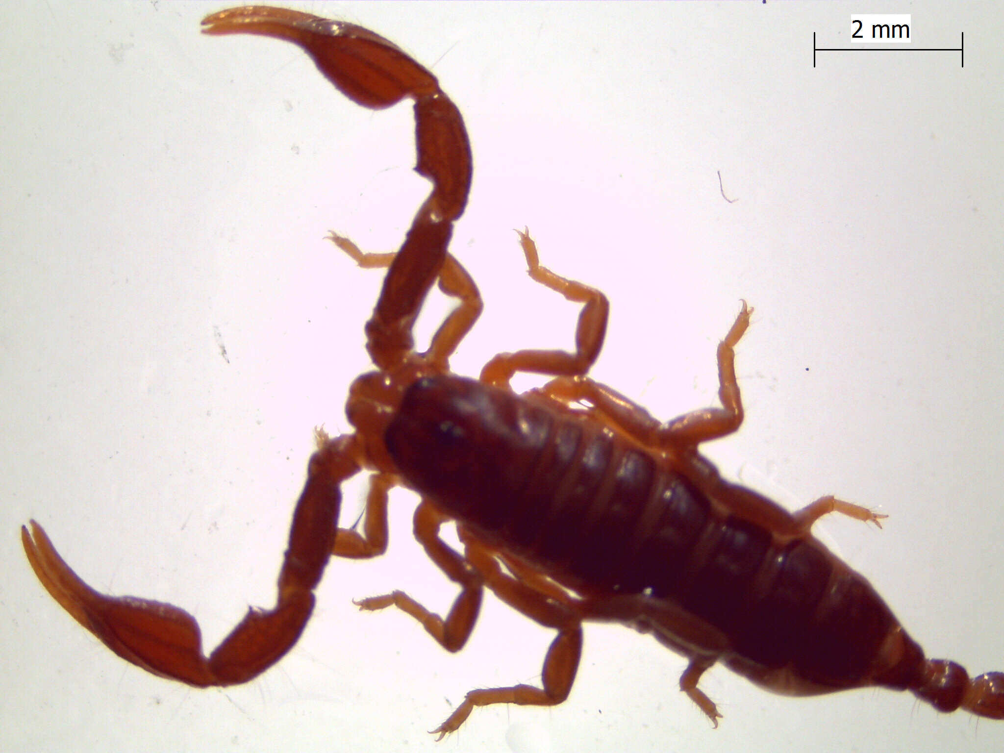 Image of Euscorpius carpathicus (Linnaeus 1767)