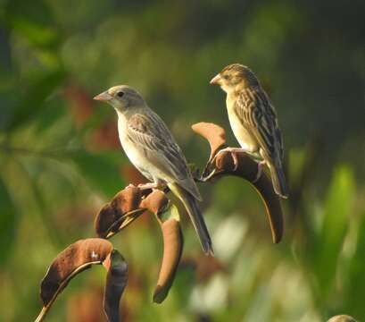 Image of Black-headed Bunting