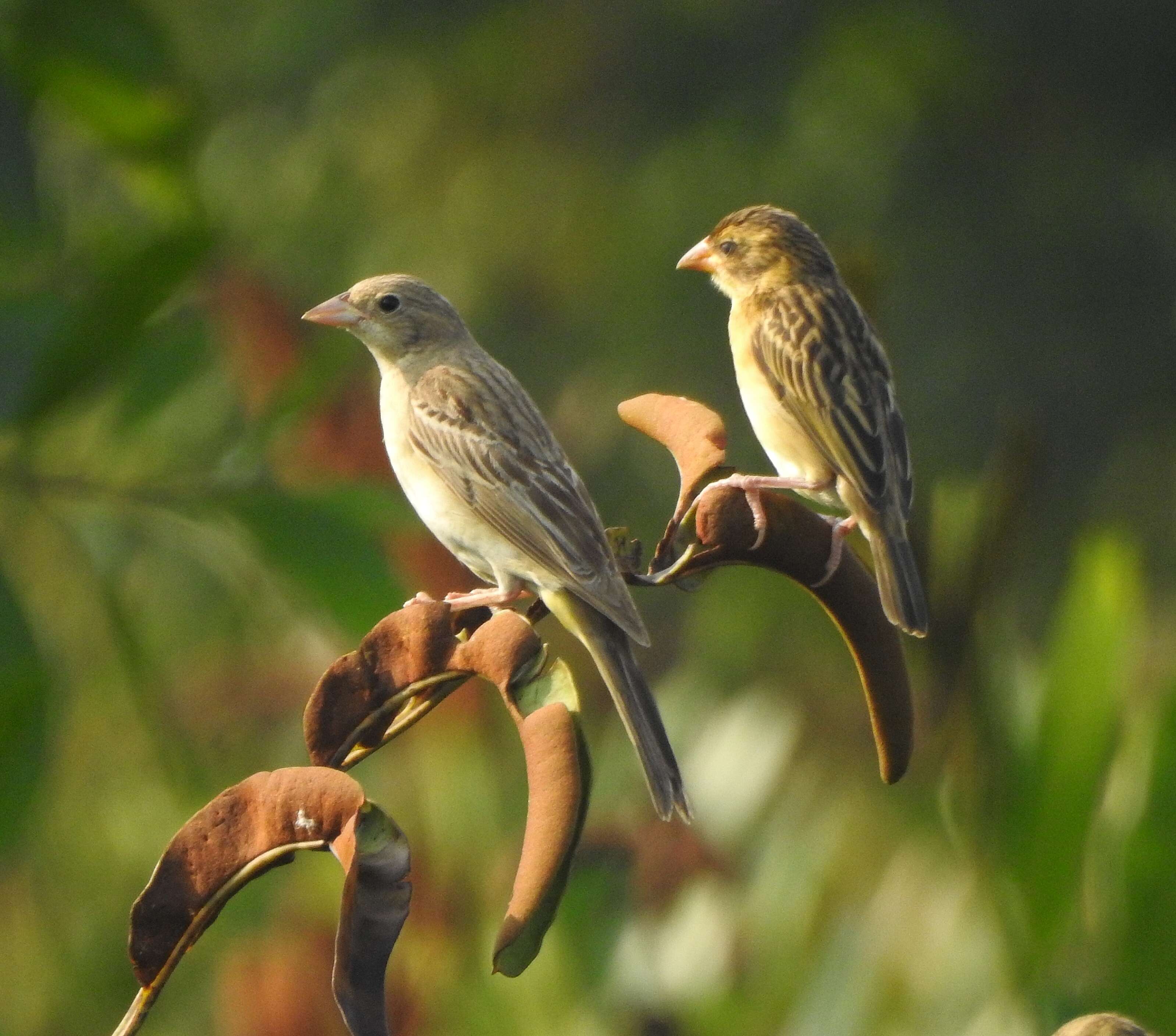 Image of Black-headed Bunting