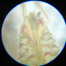 Image of Boccardia proboscidea Hartman 1940