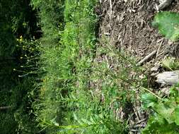 Image of sticky groundsel