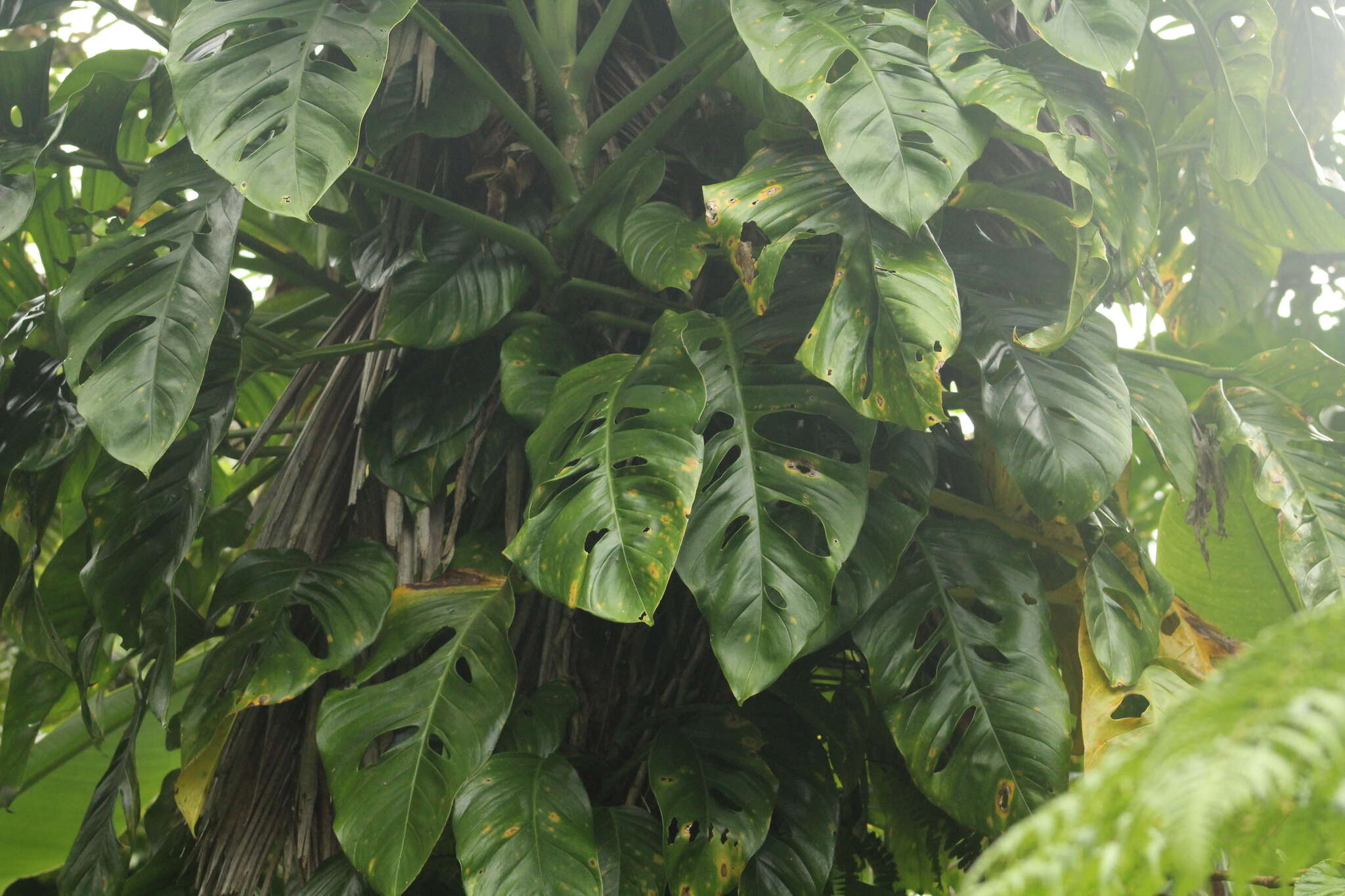 Monstera adansonii Schott resmi