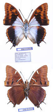 Imagem de Charaxes lactetinctus Karsch 1892