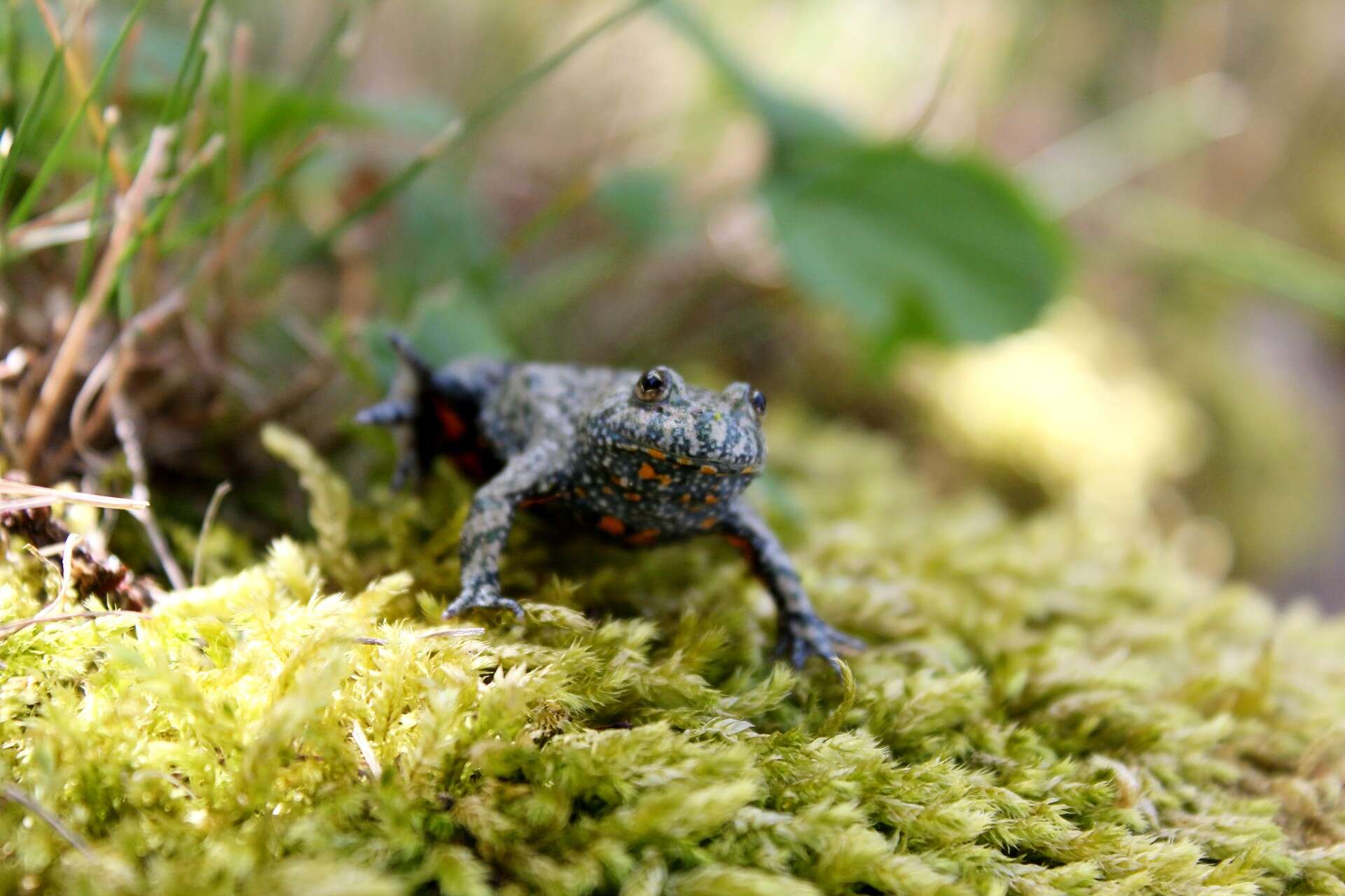 Image of Fire-bellied Toad