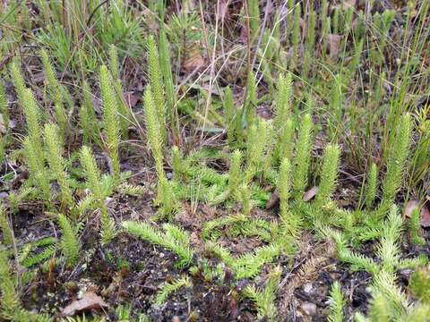 Image of Marsh Clubmoss