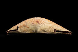 Image of New Zealand scallop