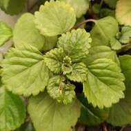 Image de Plectranthus verticillatus (L. fil.) Druce