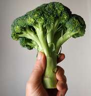 Image of sprouting broccoli