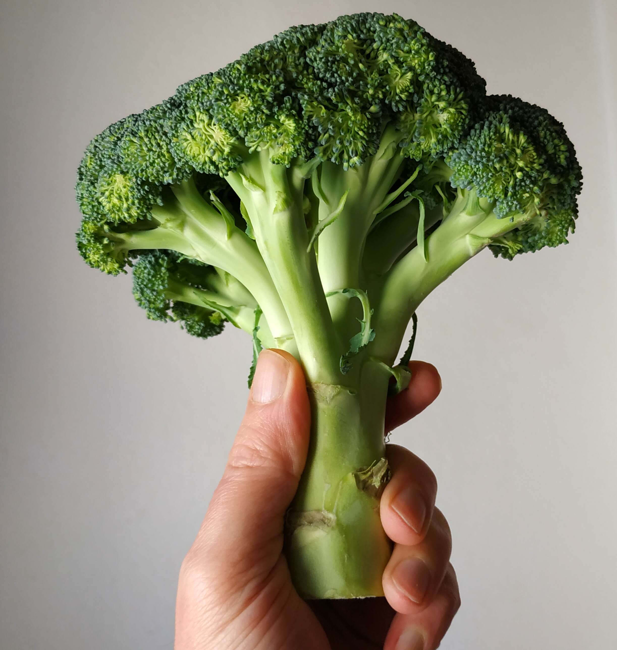 Image of sprouting broccoli