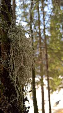 Imagem de Ramalina farinacea (L.) Ach.