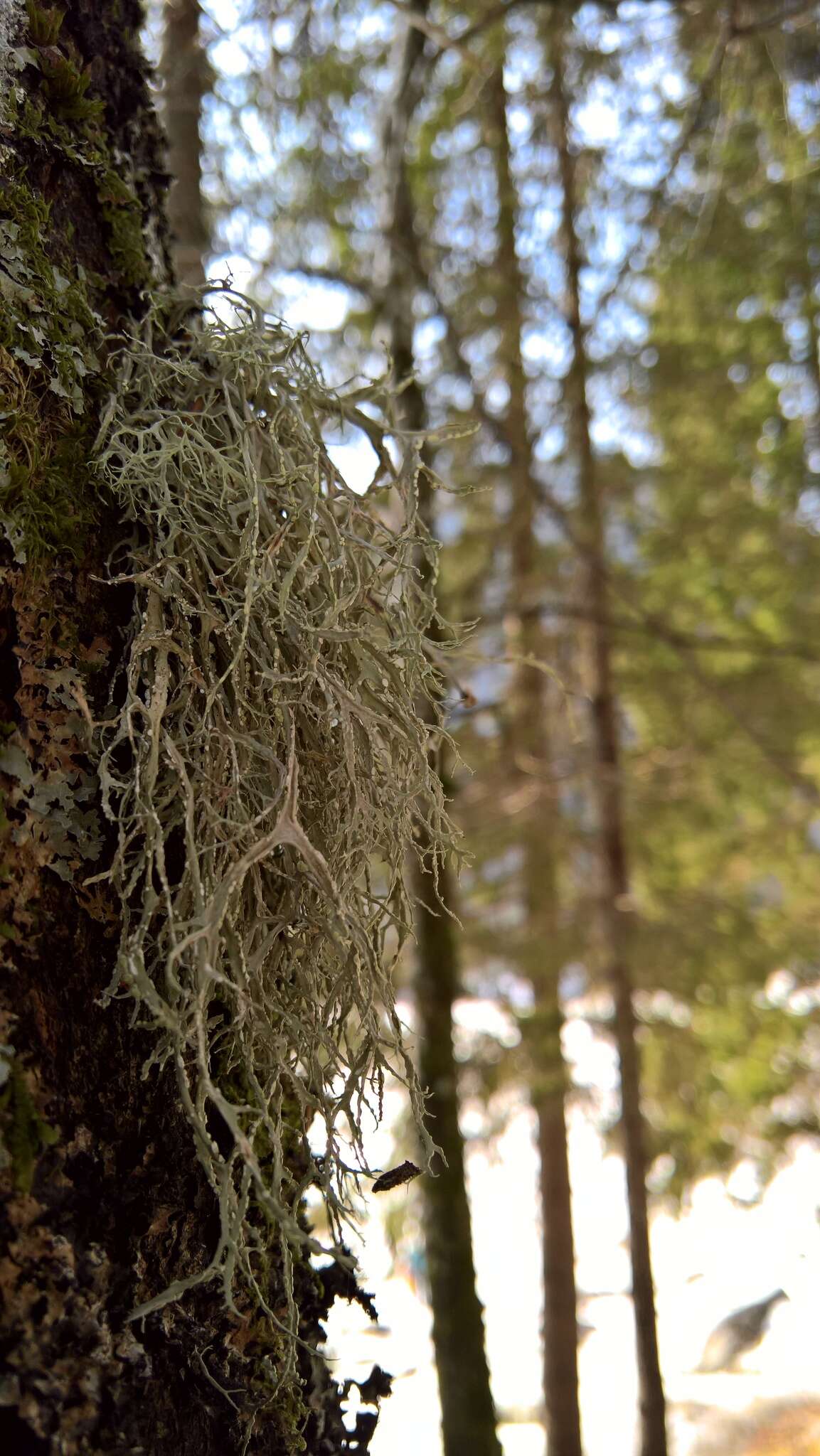 Image of farinose cartilage lichen