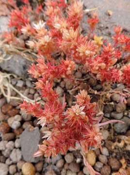 Image of Sedum rubens L.