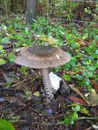 Image of Amanita pekeoides G. S. Ridl. 1991